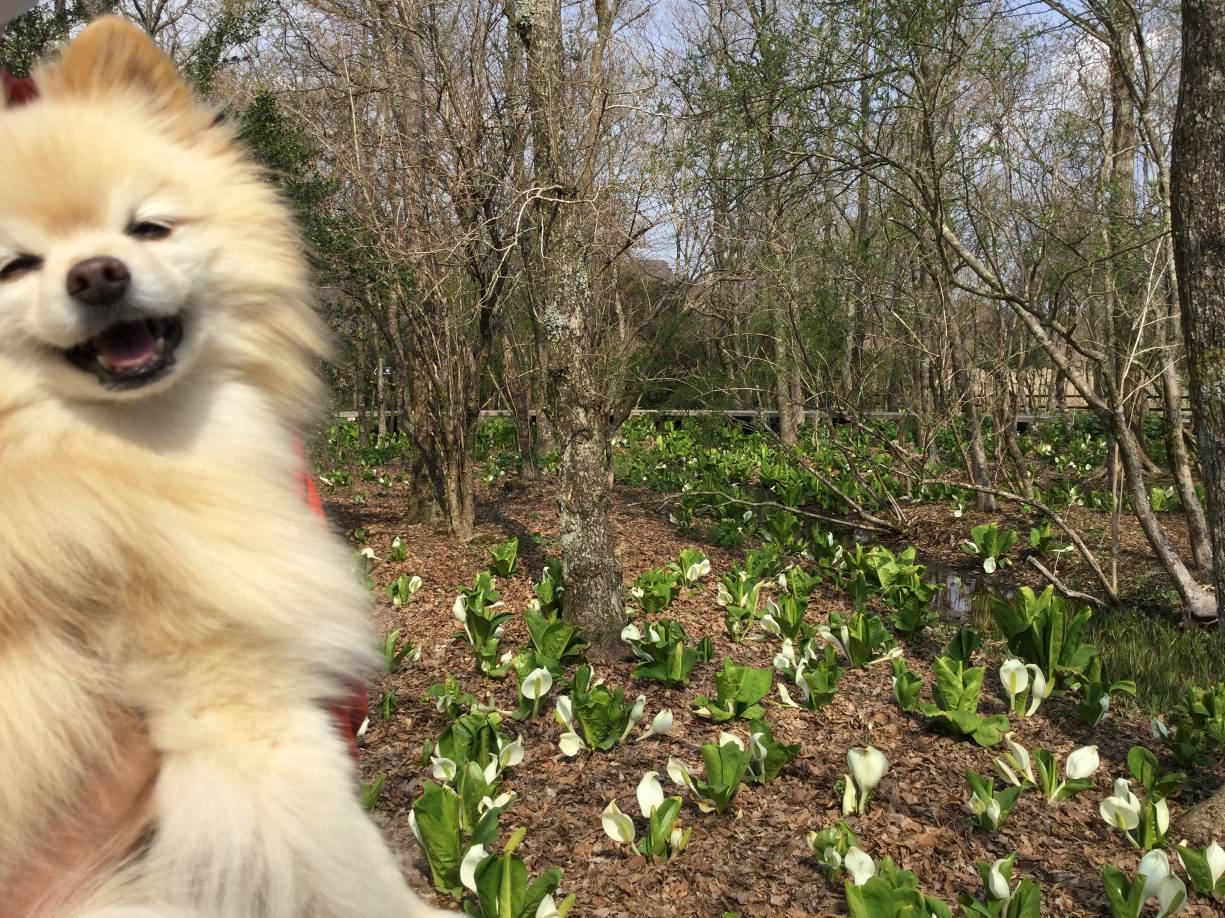 愛犬とマイナスイオンの園へ 季節折々の植物と景色を楽しめる 箱根湿生花園 愛犬との旅行ならイヌトミィ