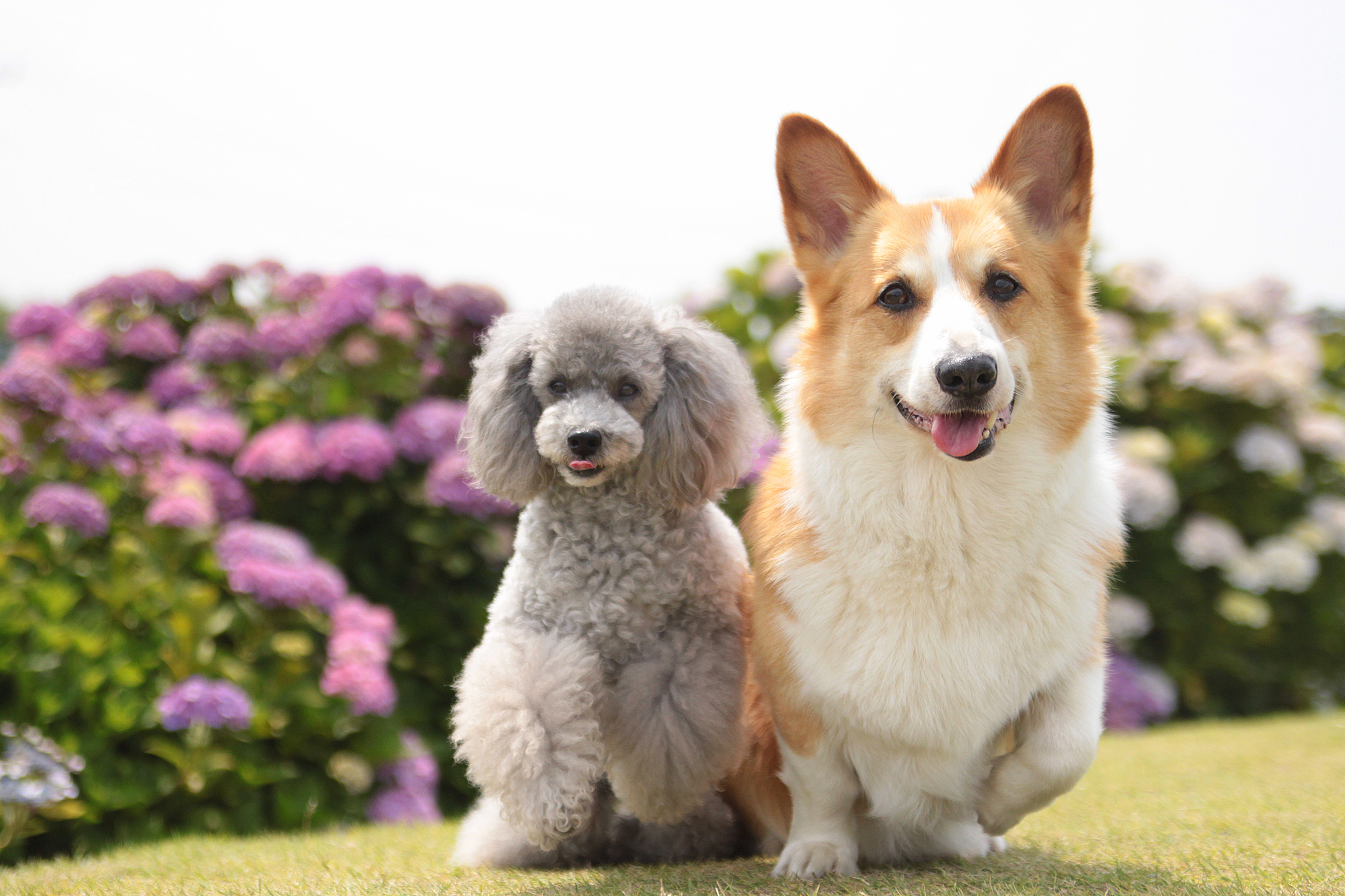 関東 東海 愛犬と一緒に散策を楽しもう 6月の代表花 あじさい の名所11選 愛犬との旅行ならイヌトミィ