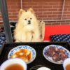 愛犬と初夏の軽井沢を満喫！「令和」初のドライブ旅行／観光スポット編