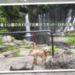 愛犬と一緒にお散歩を楽しもう！マイナスイオン豊富な絶景スポット「白糸の滝」＜静岡県富士宮市＞