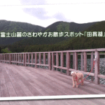 ダイヤモンド富士で有名な絶景スポット！愛犬と一緒に田貫湖一周散策＜静岡県富士宮市＞