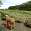 7月に見頃を迎えるハスの名所！愛犬と一緒に「蓮華寺池公園」を散策しよう！＜静岡県＞