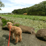 7月に見頃を迎えるハスの名所！愛犬と一緒に「蓮華寺池公園」を散策しよう！＜静岡県＞