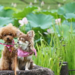 夏の花「蓮（ハス）」に囲まれて、愛犬と幻想的な景色を楽しもう！＜東北・中部地方＞