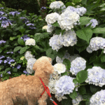 初夏の山梨で愛犬と楽しむ休暇！90種約3万株のアジサイが咲き誇る南部あじさい祭り
