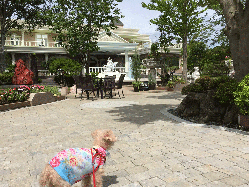 夏休みは愛犬と富士山を眺めながらのんびり過ごそう 河口湖のハーブ庭園 愛犬との旅行ならイヌトミィ