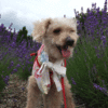 愛犬と一緒にラベンダー畑を散策しよう！河口湖ハーブフェスティバル 2019＜河口湖＞