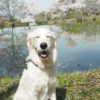 愛犬と一緒にゆったり楽しめる春のお花見！山の辺の道で桜散歩＜奈良県＞