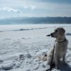 愛犬と一緒に見たい冬の奇跡の絶景！諏訪湖の御神渡り＜長野県諏訪市＞