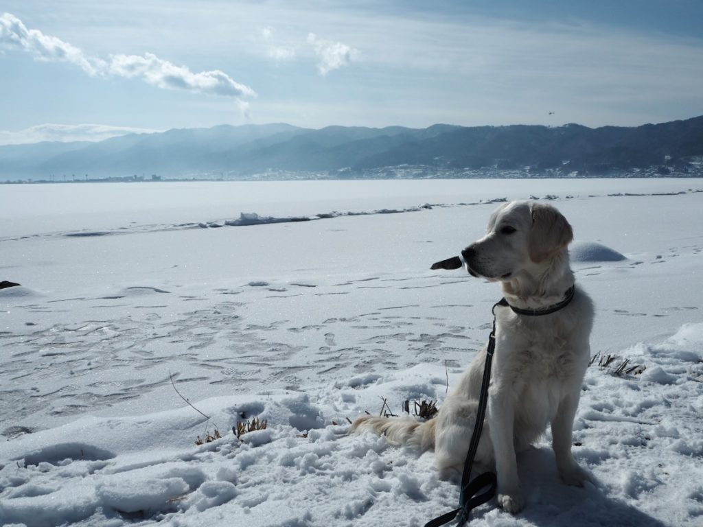 愛犬と一緒に見たい冬の奇跡の絶景!諏訪湖の御神渡り<長野県諏訪市>