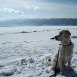 愛犬と一緒に見たい冬の奇跡の絶景！諏訪湖の御神渡り＜長野県諏訪市＞