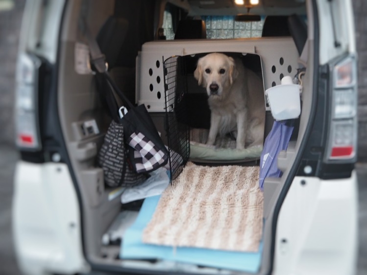 愛犬との旅行をもっと楽しく もっと安全に 車旅の注意点とお役立ちグッズ紹介 愛犬との旅行ならイヌトミィ