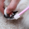 【動物看護師が解説】愛犬のために知っておきたい！軽く見てはいけない犬の歯周病