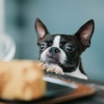 【動物看護師が解説】気を付けよう！愛犬が食べてはいけないもの まとめ