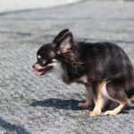 【動物看護師が解説】愛犬が下痢をしたら？わんちゃんの下痢の原因と対策を解説