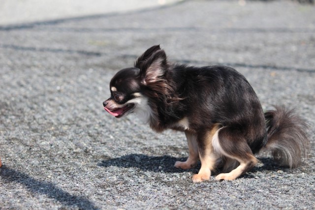 動物看護師が解説 愛犬が下痢をしたら わんちゃんの下痢の原因と対策を解説 愛犬との旅行ならイヌトミィ