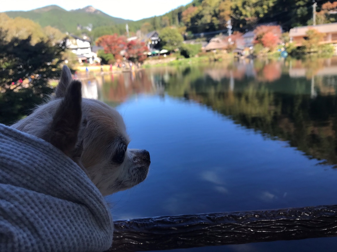 犬連れに優しい町 愛犬と一緒に湯布院散策旅行 大分県 愛犬との旅行ならイヌトミィ