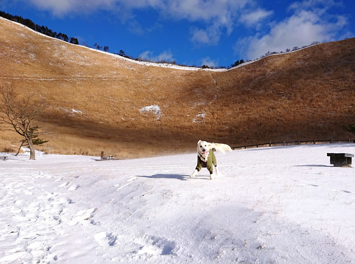 実は真冬がオススメ 曽爾高原 そにこうげん で愛犬と思いっきり雪遊び 奈良県宇陀郡 愛犬との旅行ならイヌトミィ