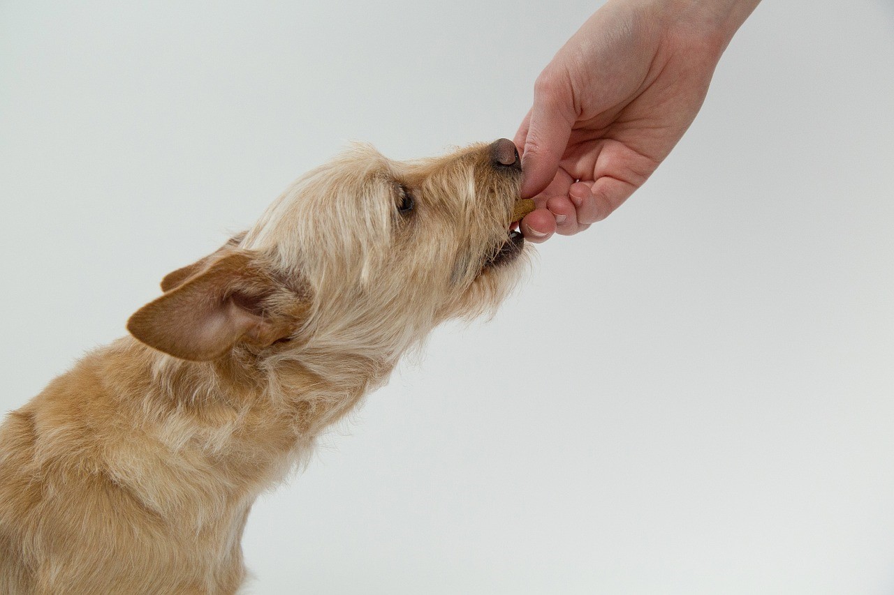 動物看護師おすすめ シニア犬に与えたいサプリメント アンチノール 愛犬との旅行ならイヌトミィ
