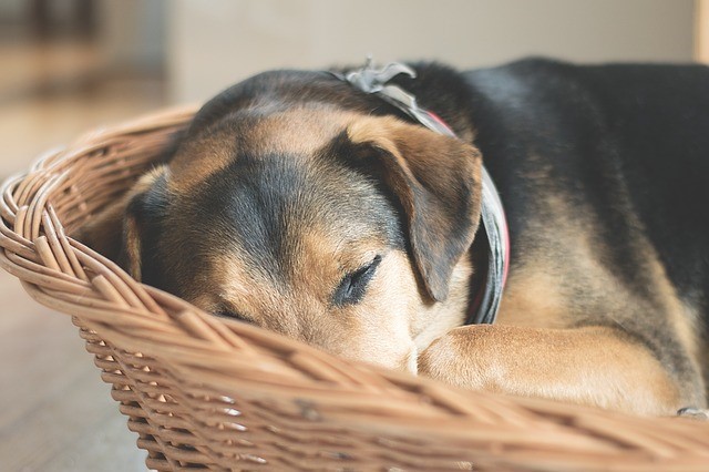 動物看護師おすすめ シニア犬に与えたいサプリメント アンチノール 愛犬との旅行ならイヌトミィ