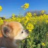 一面に広がる菜の花畑で愛犬とお散歩！「花とアートの岬 長崎鼻 花公園」＜大分県＞