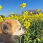 一面に広がる菜の花畑で愛犬とお散歩！「花とアートの岬 長崎鼻 花公園」＜大分県＞