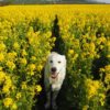 愛犬と一緒に一面に広がる菜の花畑を見に行こう！春到来「観光農園花ひろば」＜愛知県＞