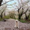 ゴールデンウイークは愛犬と一緒にお花見！秋田県には桜の名所がいっぱい