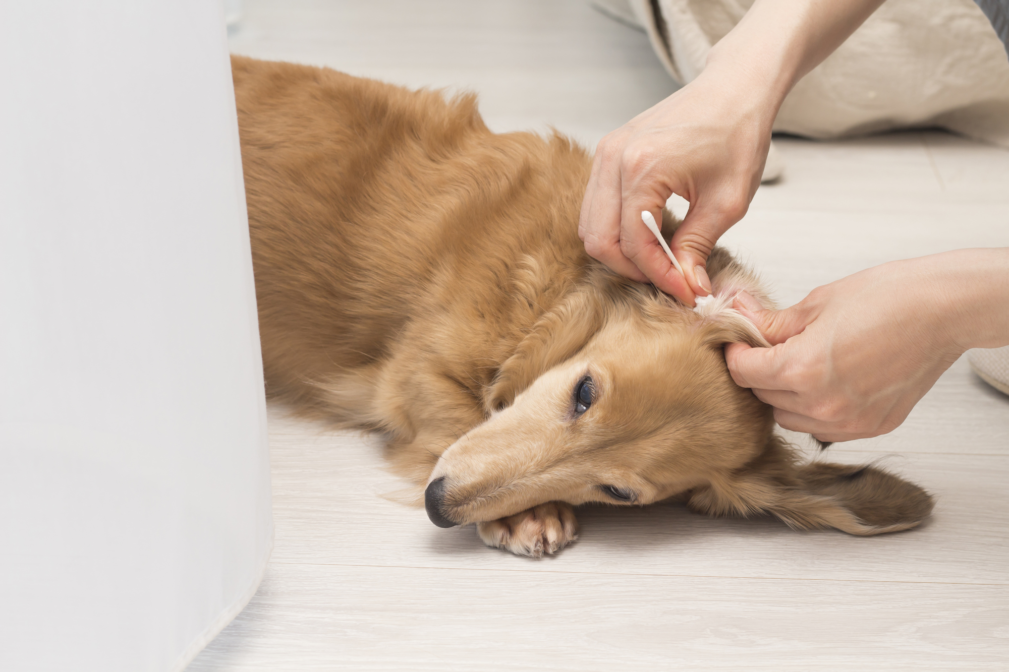 ひば 油 犬 外耳 炎