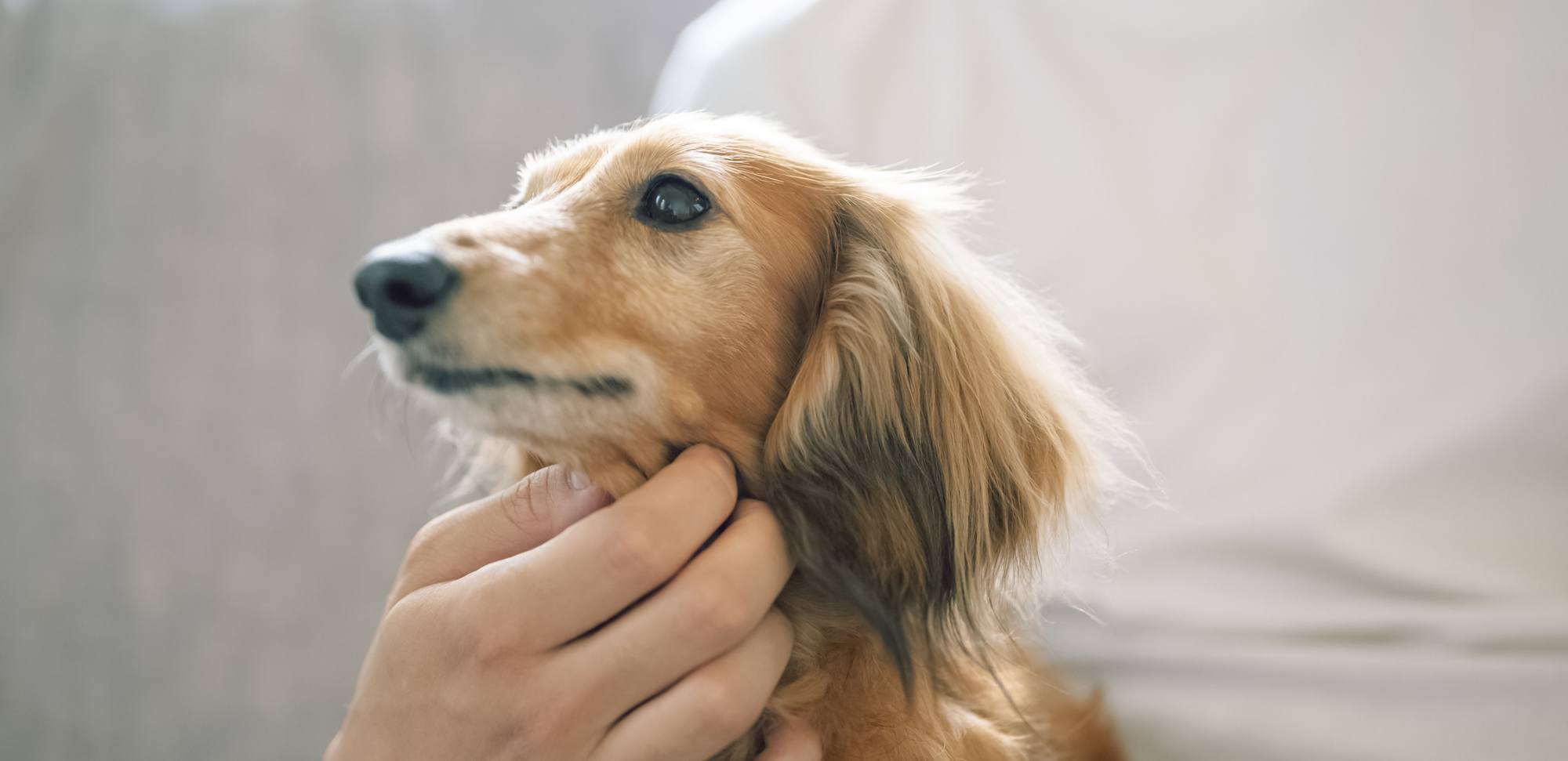 動物看護師が解説 愛犬が吐いてしてしまったら 原因と対策と対処法 愛犬との旅行ならイヌトミィ