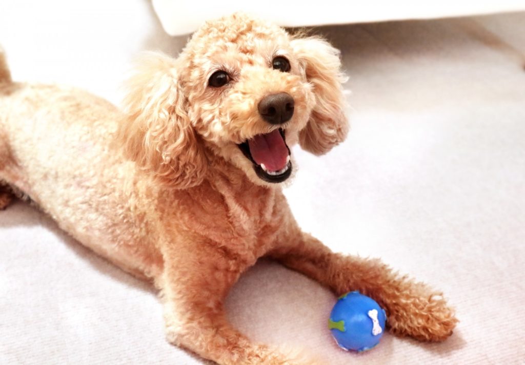愛犬と遊ぶと「絆(きずな)」が深まるって知ってた?【動物看護師が解説】