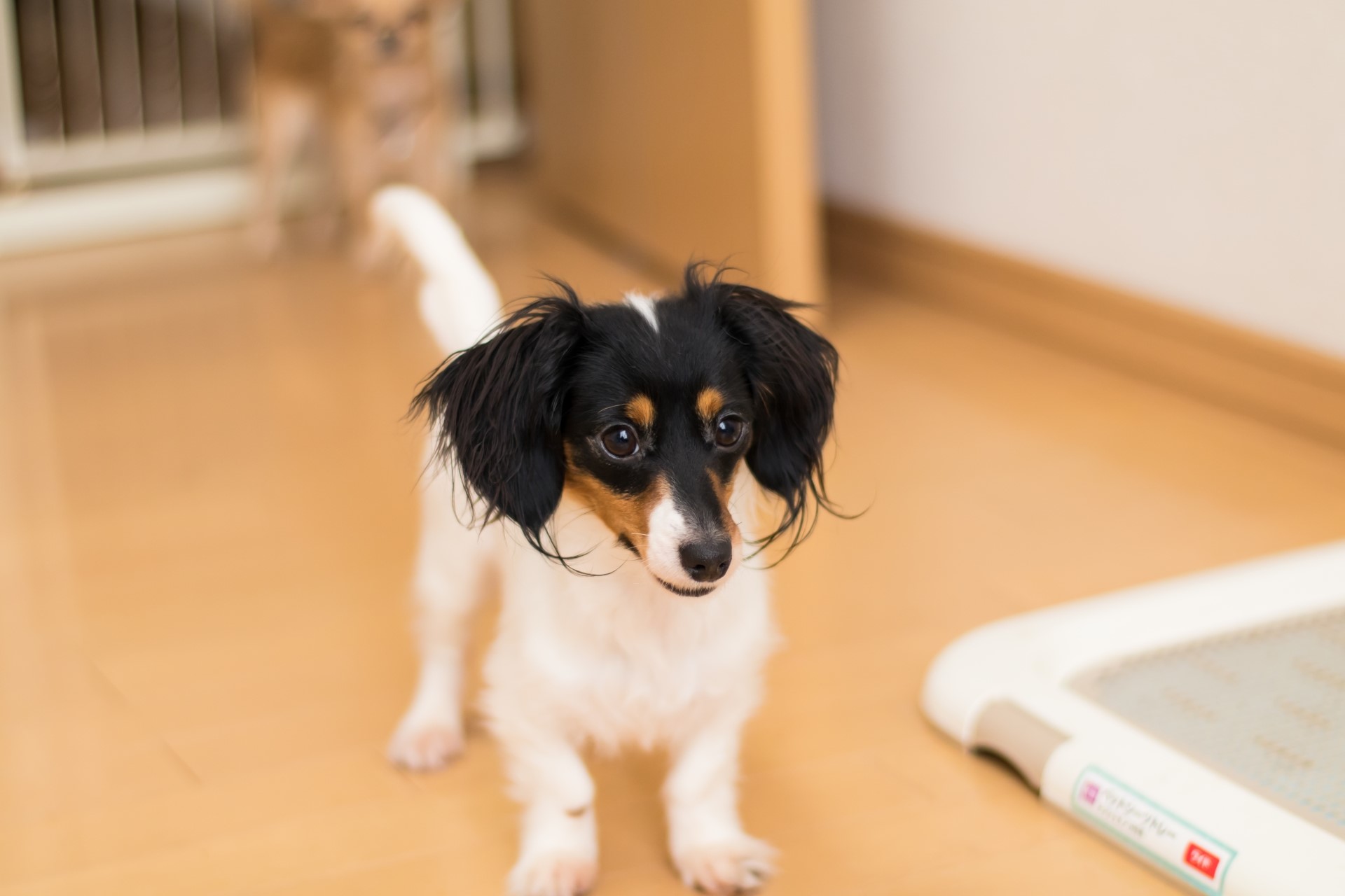 愛犬の室内トイレトレーニングのコツ 動物看護師が解説 愛犬との旅行ならイヌトミィ