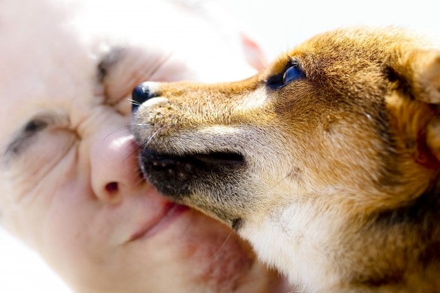 愛情だけじゃない 犬が人の口をなめる理由 動物看護師が解説 愛犬との旅行ならイヌトミィ