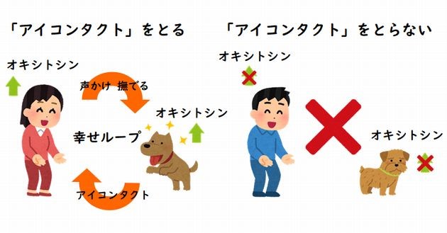 愛犬とのは絆 きずな は毎朝の散歩から 動物看護師が解説 愛犬との旅行ならイヌトミィ