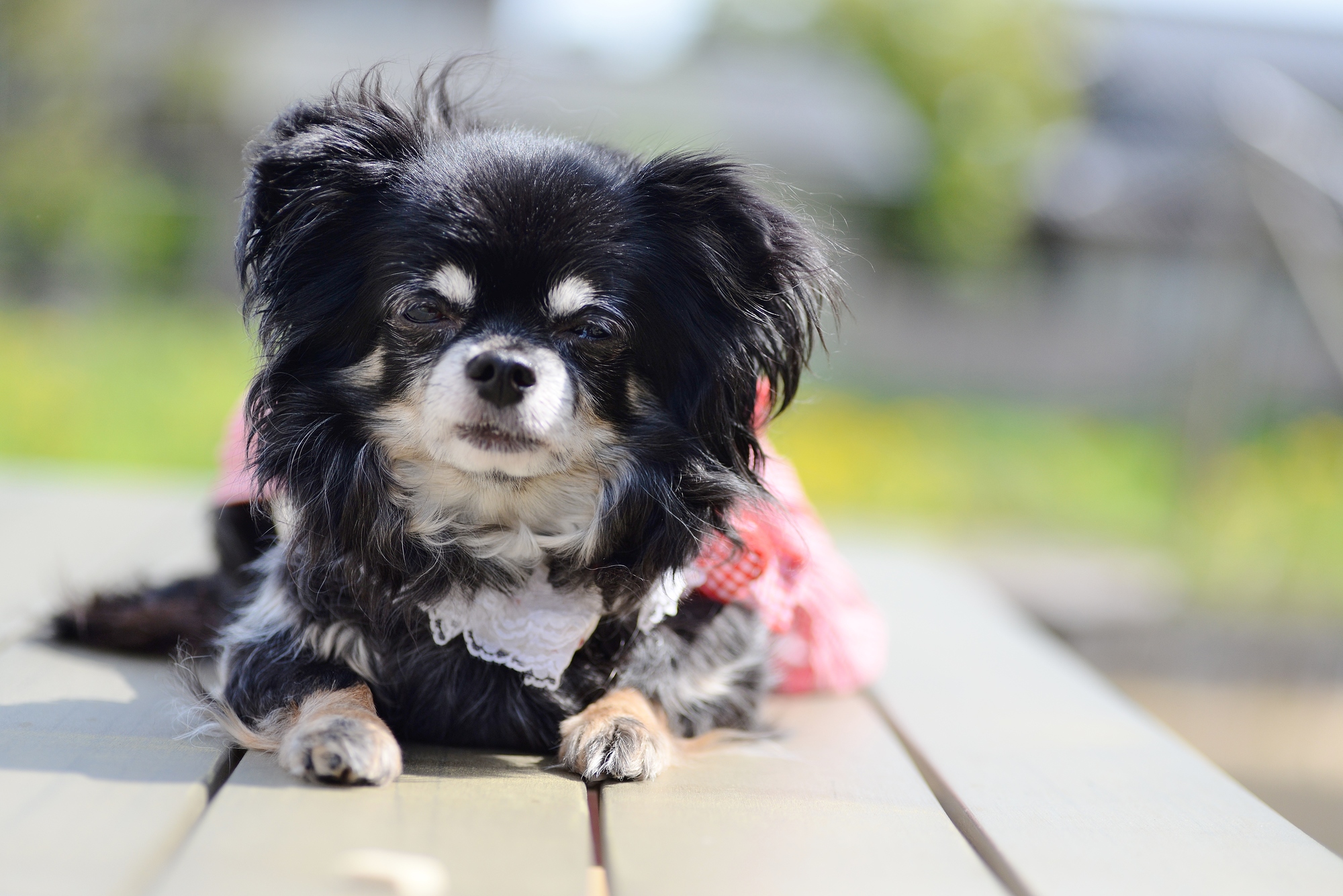 小型犬は散歩に行かなくていいってホント 動物看護師が解説 愛犬との旅行ならイヌトミィ