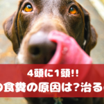 4頭に1頭のわんちゃんが食糞？！愛犬の食糞の原因ってなに？【動物看護師が解説】