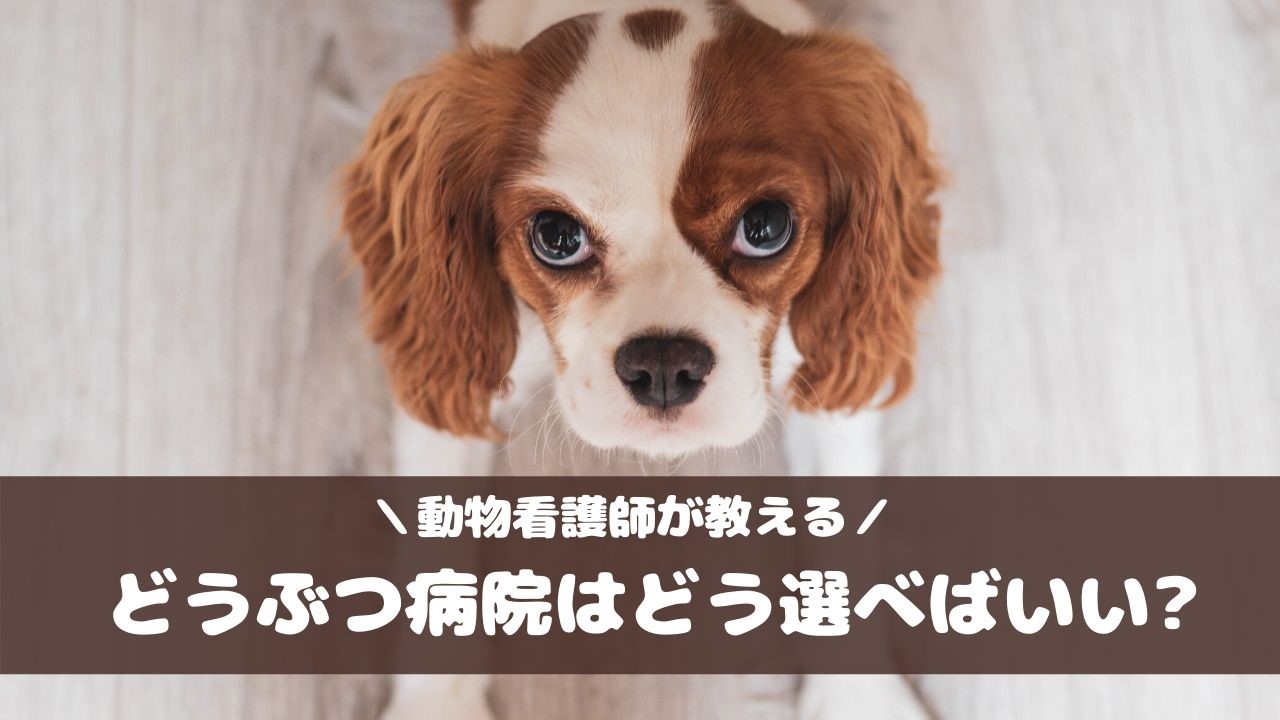 愛犬の健康のために 動物看護師が教える動物病院の選び方 つき合い方 愛犬との旅行ならイヌトミィ