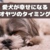 愛犬の幸福感アップ！わんちゃんに効果的なオヤツのタイミングとは？【動物看護師が解説】