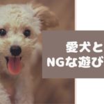 知らずにやってた！愛犬と飼い主さんのNGな遊び方5つ【動物看護師が解説】