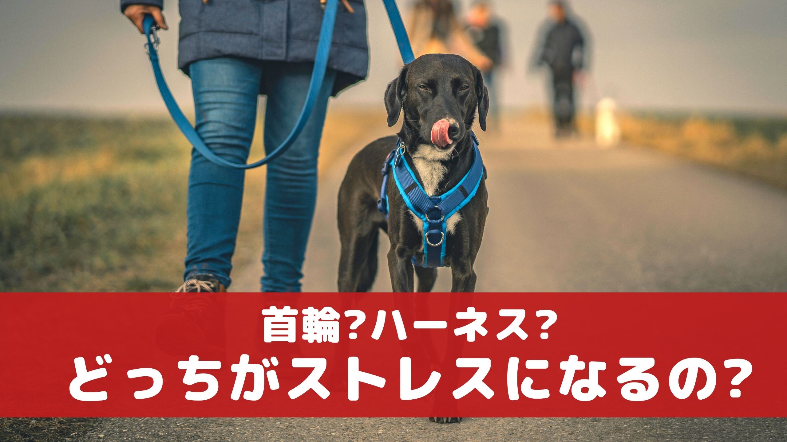 あなたは首輪派 ハーネス派 愛犬のストレスになるのはどっち 動物看護師が解説 愛犬との旅行ならイヌトミィ