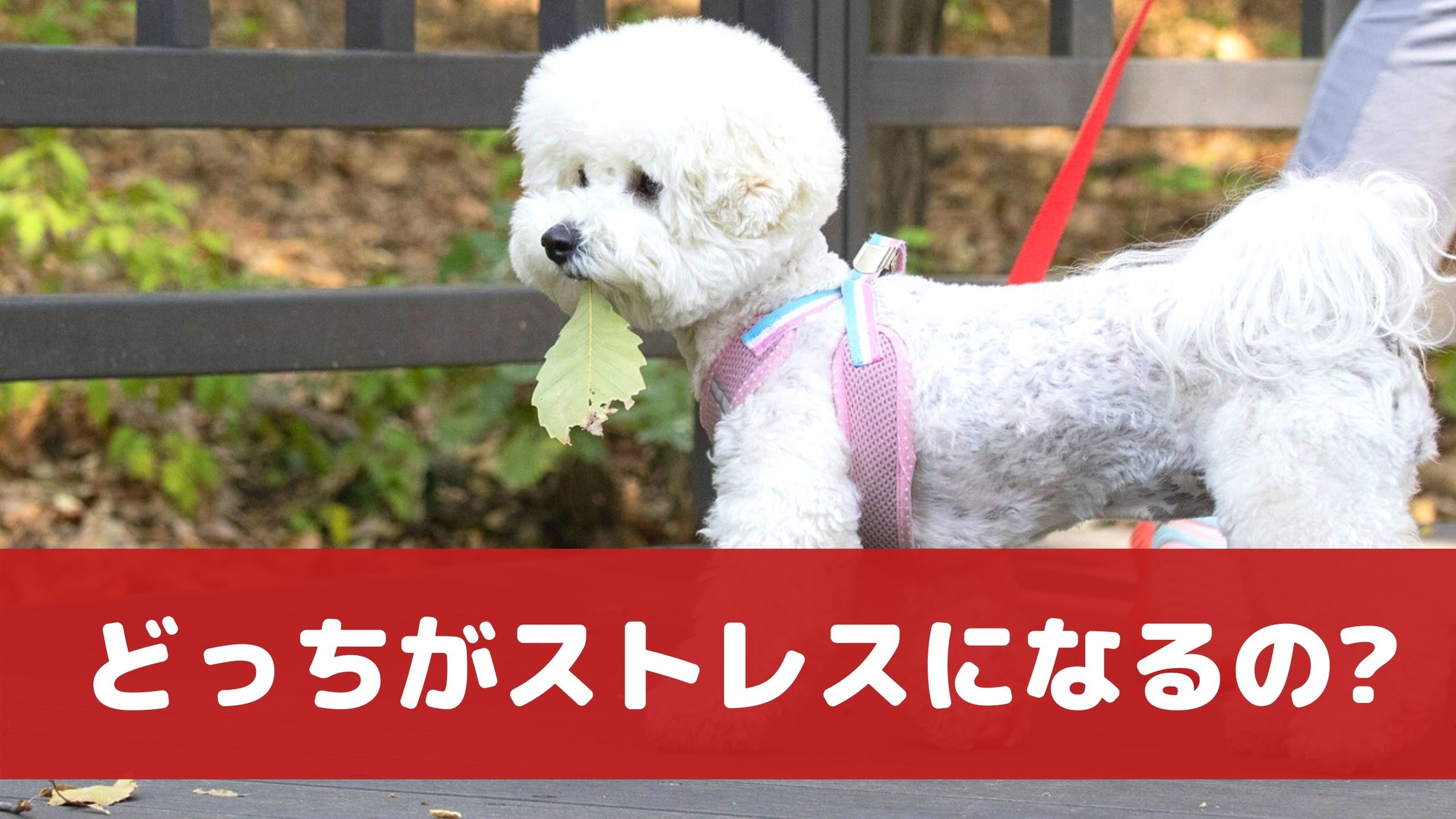 あなたは首輪派 ハーネス派 愛犬のストレスになるのはどっち 動物看護師が解説 愛犬との旅行ならイヌトミィ