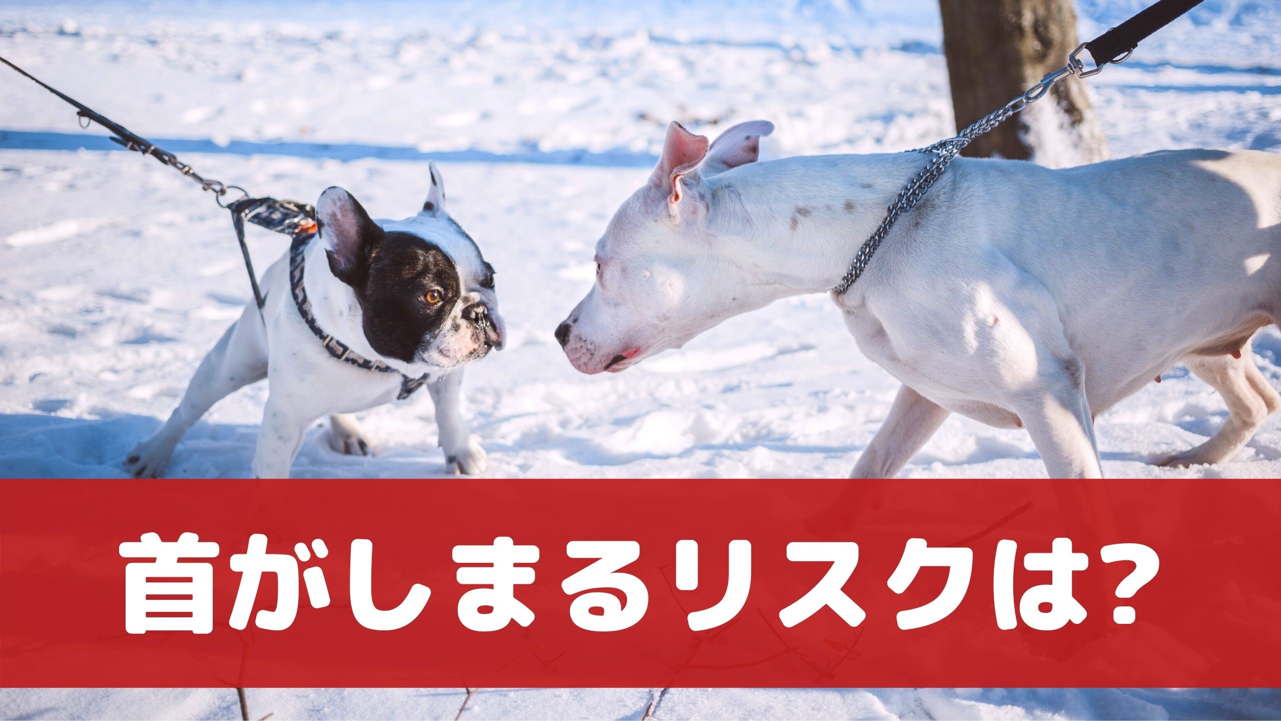 あなたは首輪派 ハーネス派 愛犬のストレスになるのはどっち 動物看護師が解説 愛犬との旅行ならイヌトミィ