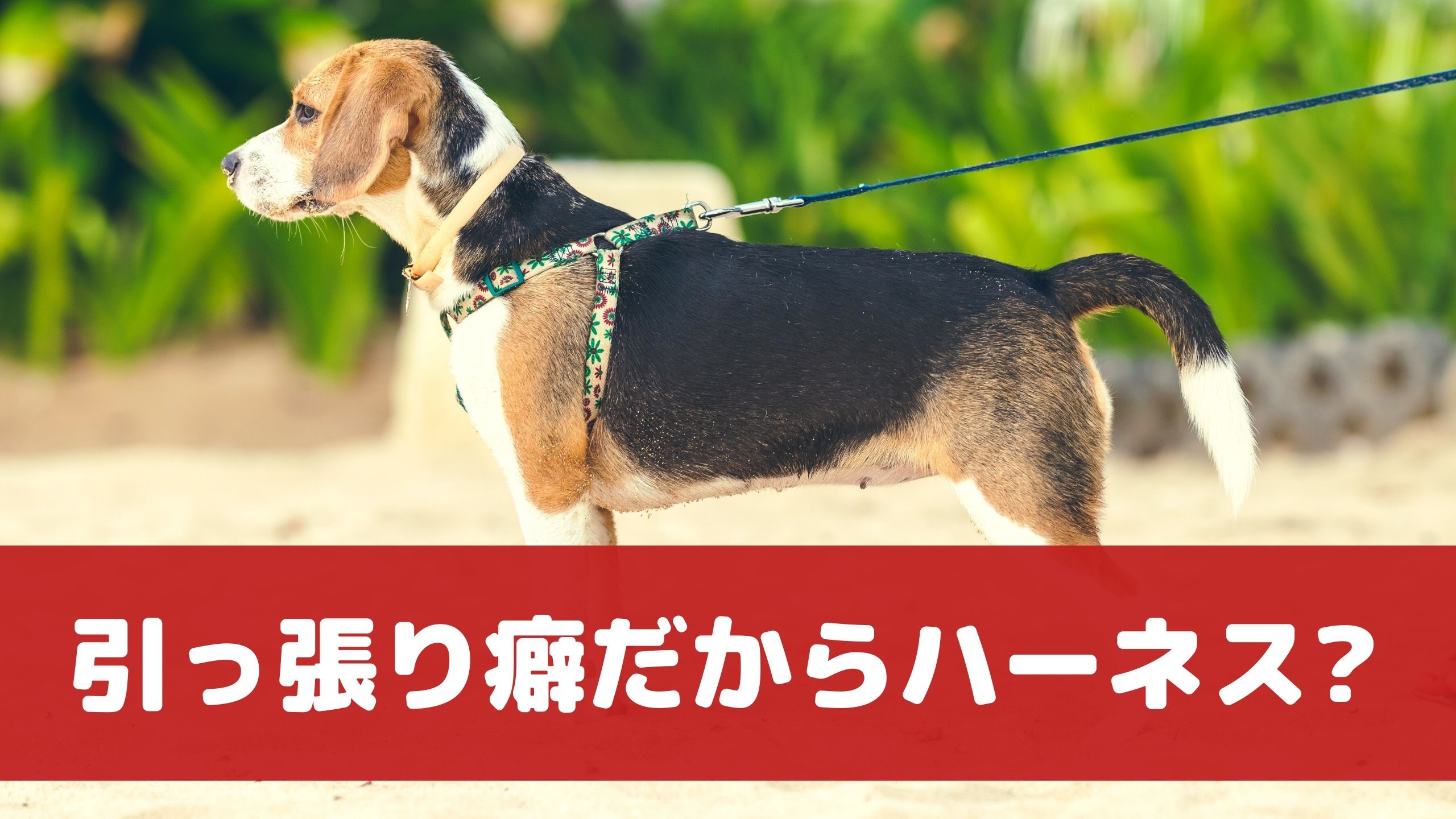 あなたは首輪派 ハーネス派 愛犬のストレスになるのはどっち 動物看護師が解説 愛犬との旅行ならイヌトミィ