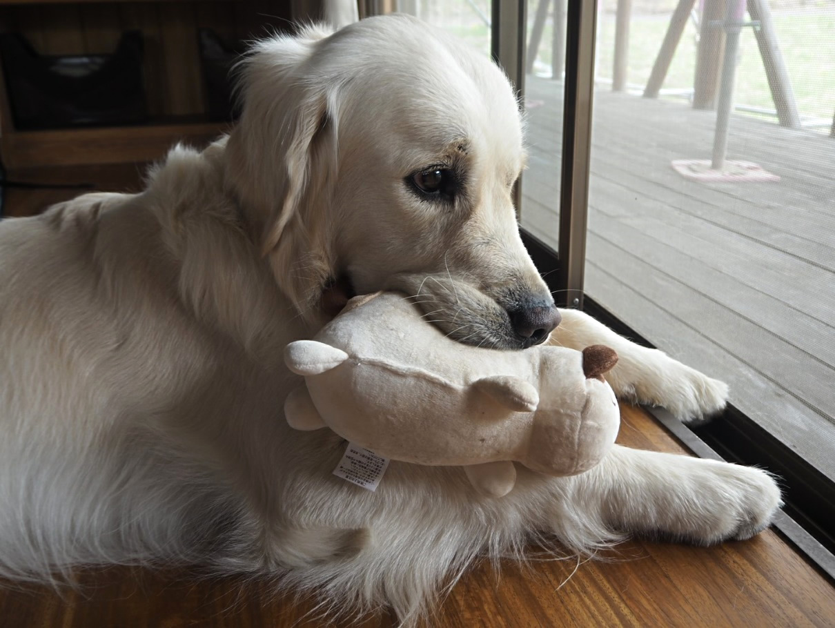 わんちゃんの要求吠えは心の叫び 愛犬の小さな声に耳を傾けよう 愛犬との旅行ならイヌトミィ