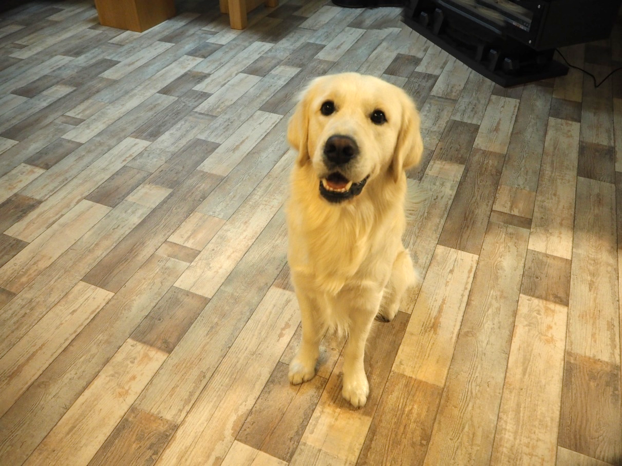 大発見 愛犬の足に優しい滑らない床材 ペイントウッド 店舗用クッションフロア 愛犬との旅行ならイヌトミィ