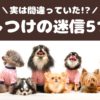 実は迷信だった！犬のしつけにまつわる5つのこと【動物看護師が解説】