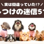 実は迷信だった！犬のしつけにまつわる5つのこと【動物看護師が解説】