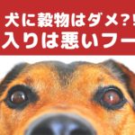 穀物入りのペットフードは犬の体に良くない？【動物看護師が解説】