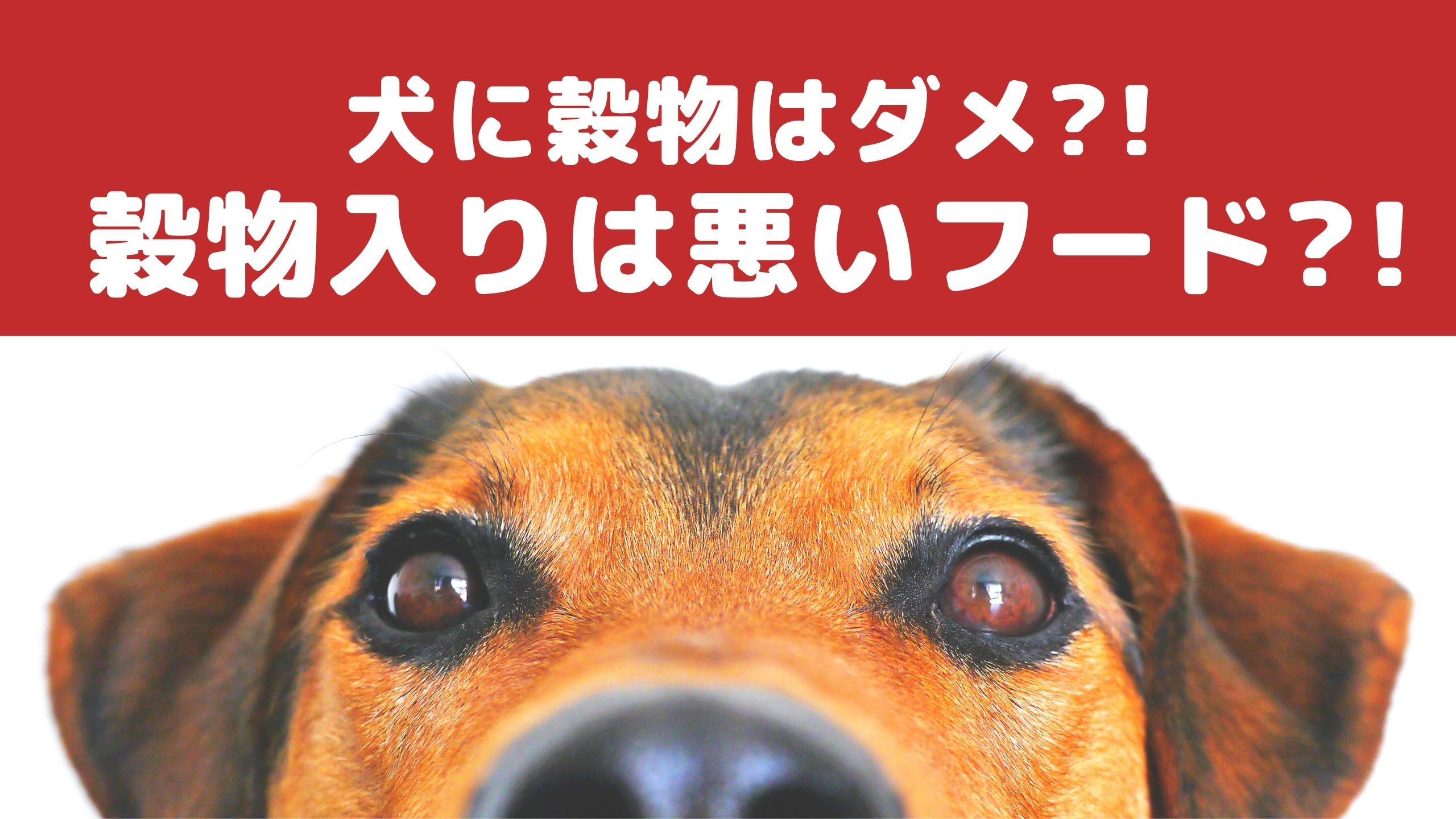 穀物入りのペットフードは犬の体に良くない 動物看護師が解説 愛犬との旅行ならイヌトミィ