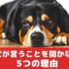 犬が飼い主さんの言うことを聞かない5つの理由【動物看護師が解説】